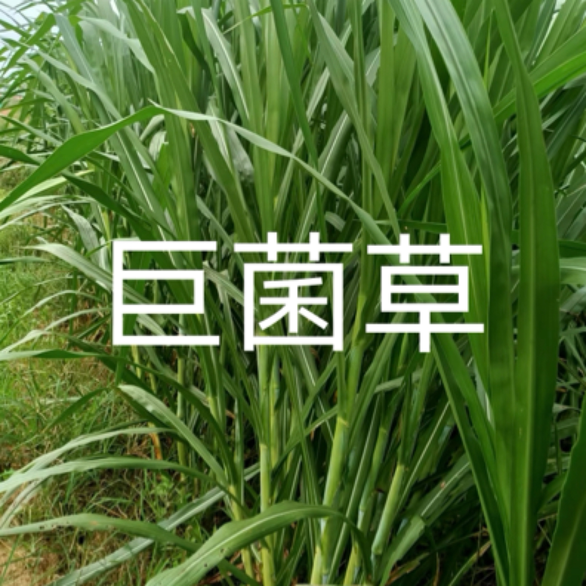 高蛋白巨菌草 产量高 现砍现发货