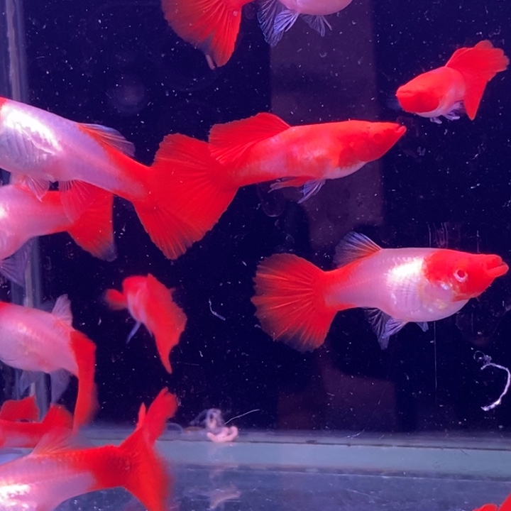 孔雀鱼福利红头20条包邮