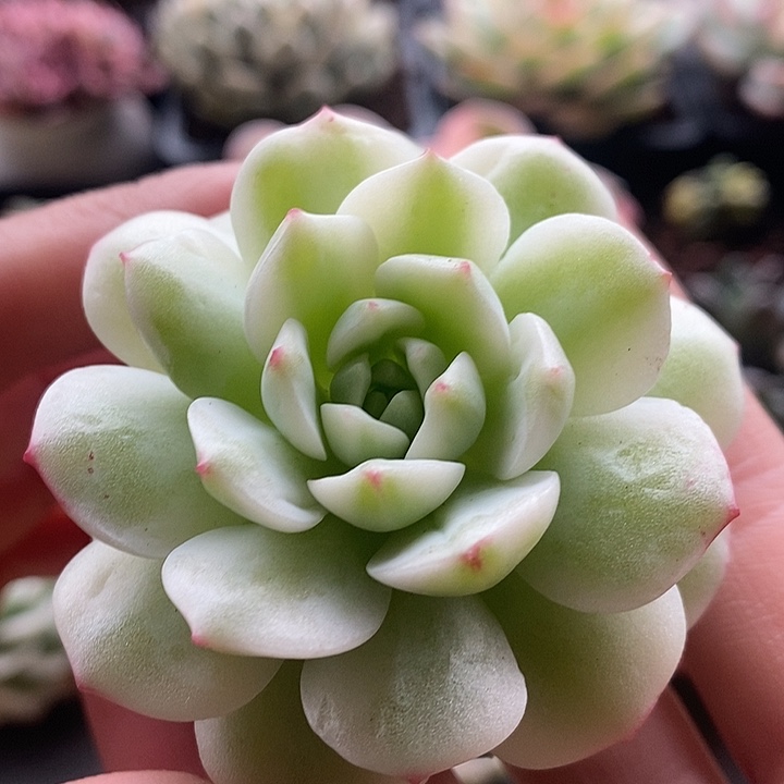 醉心锦白腹轮多肉