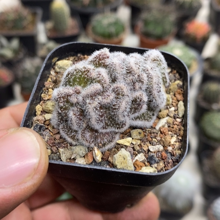 白檀缀特价福利特价