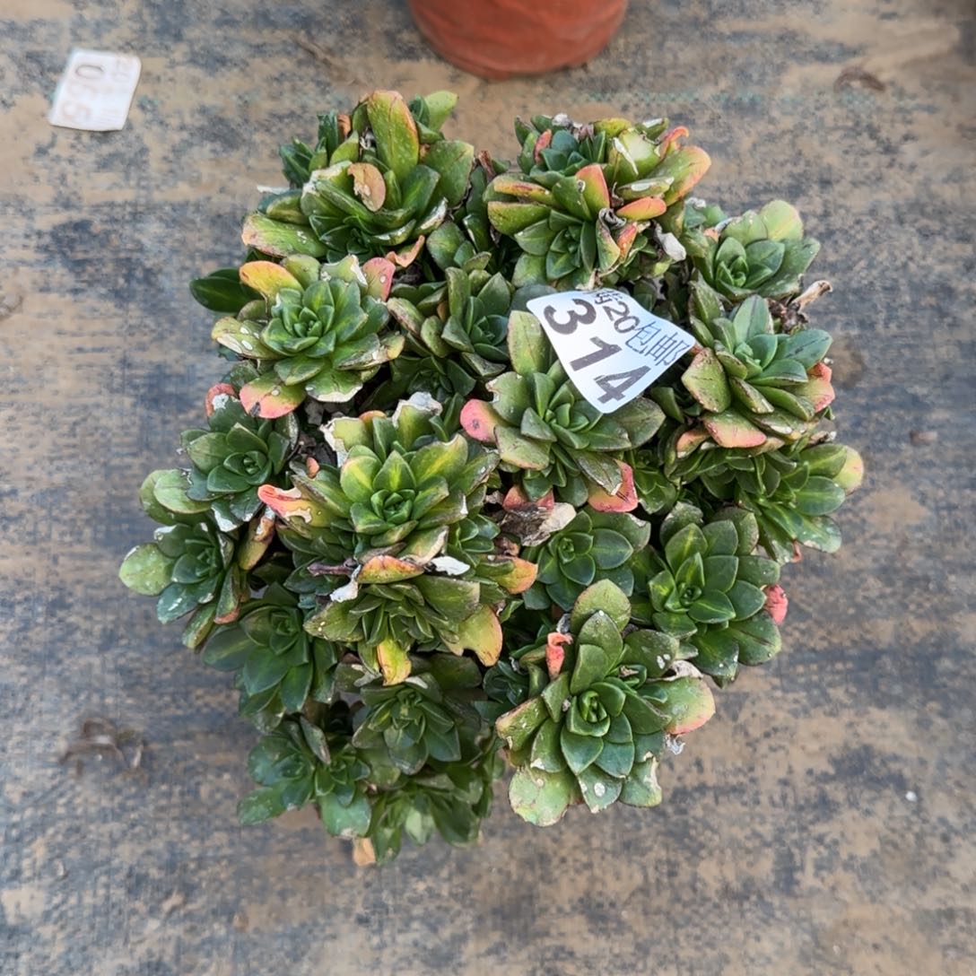 花茶314满20包邮断枝不包