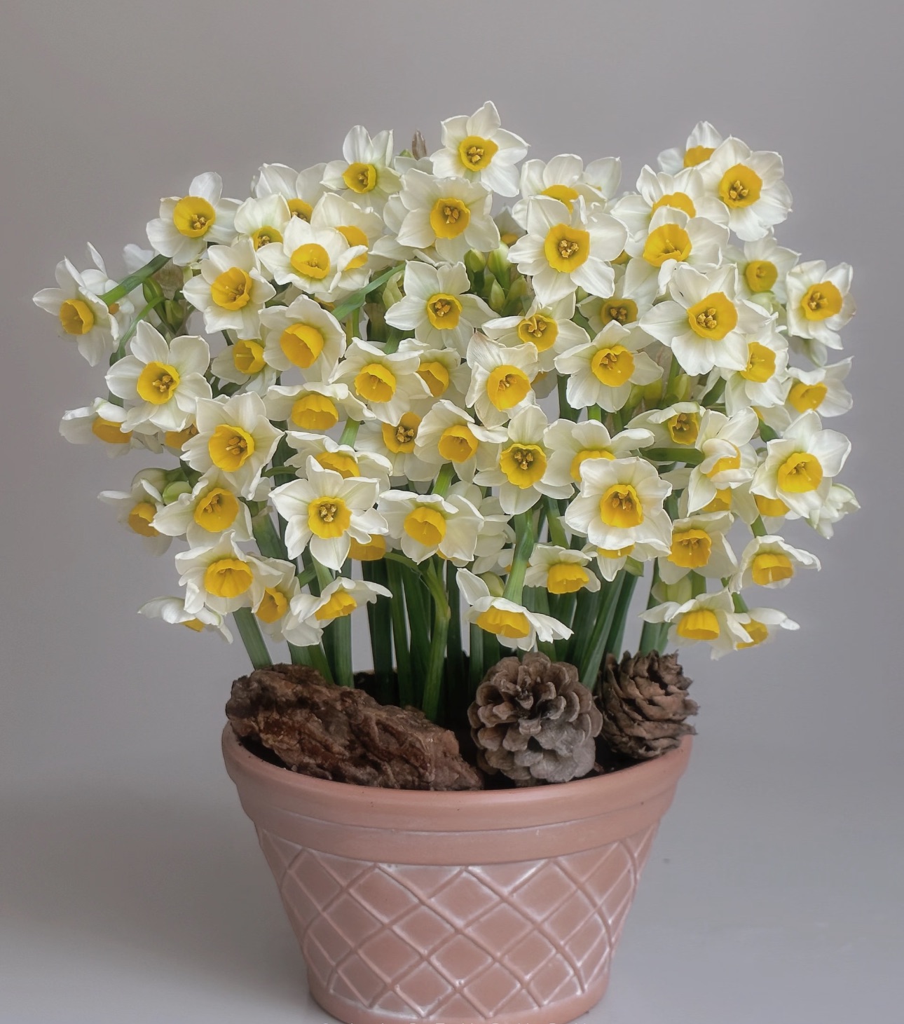 进口洋水仙14/16漳州水仙球王级16/18大球庭院耐寒多年生球根