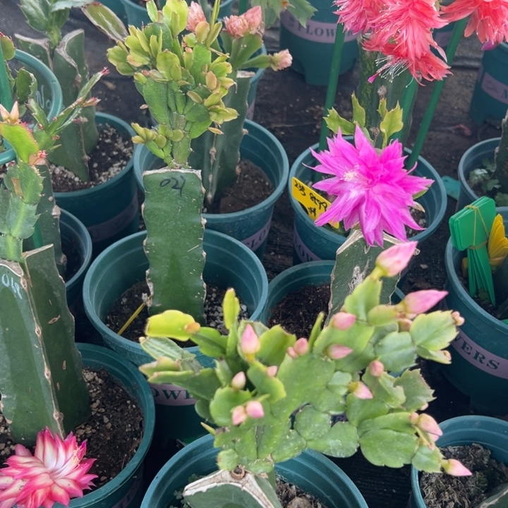 陈***达25号032紫色花朵0000