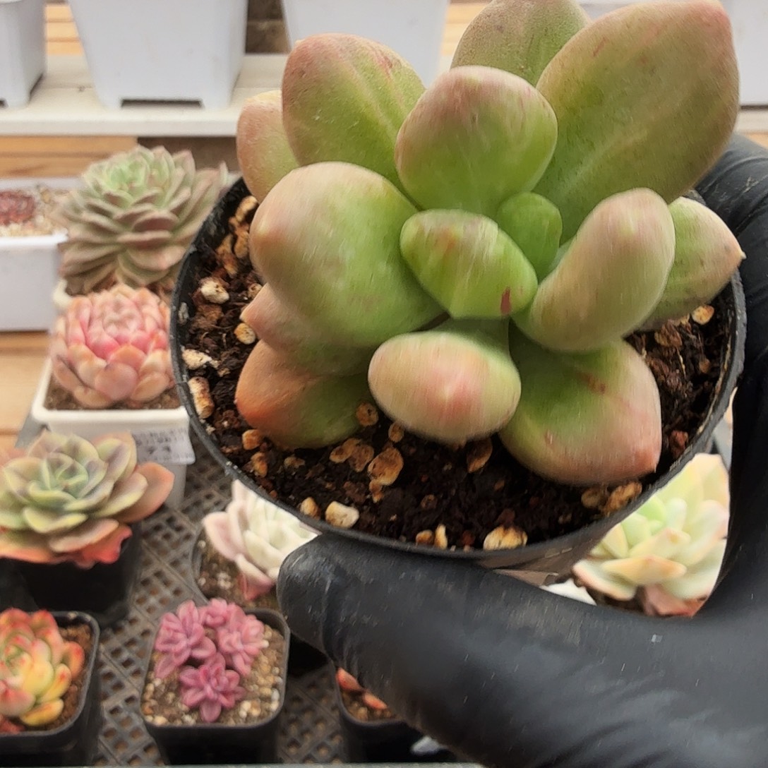 1238-73乌里韦亚锦