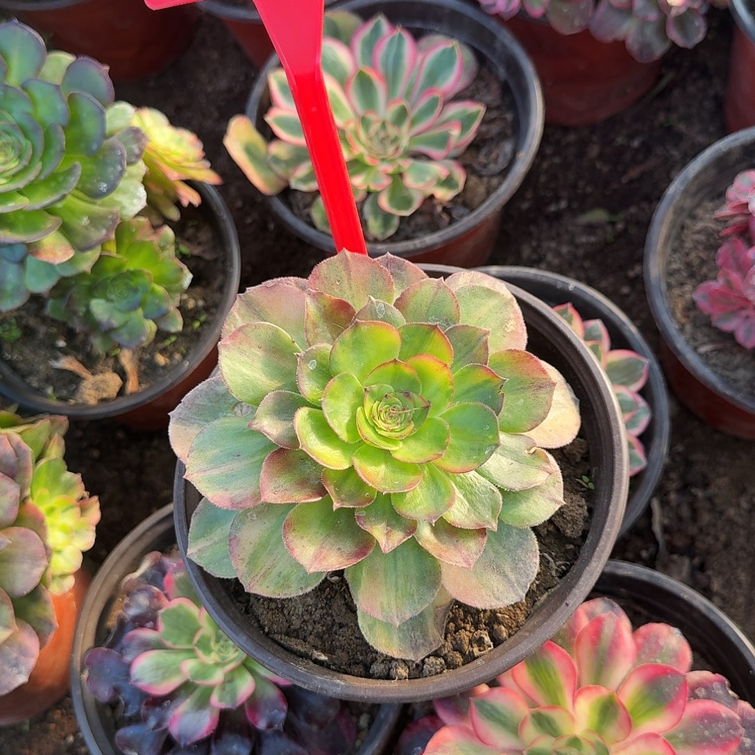 雅***鑫4541万七彩多肉法师