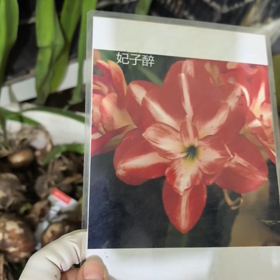 当前无花栽培后可以开花妃子醉6厘米裸根球