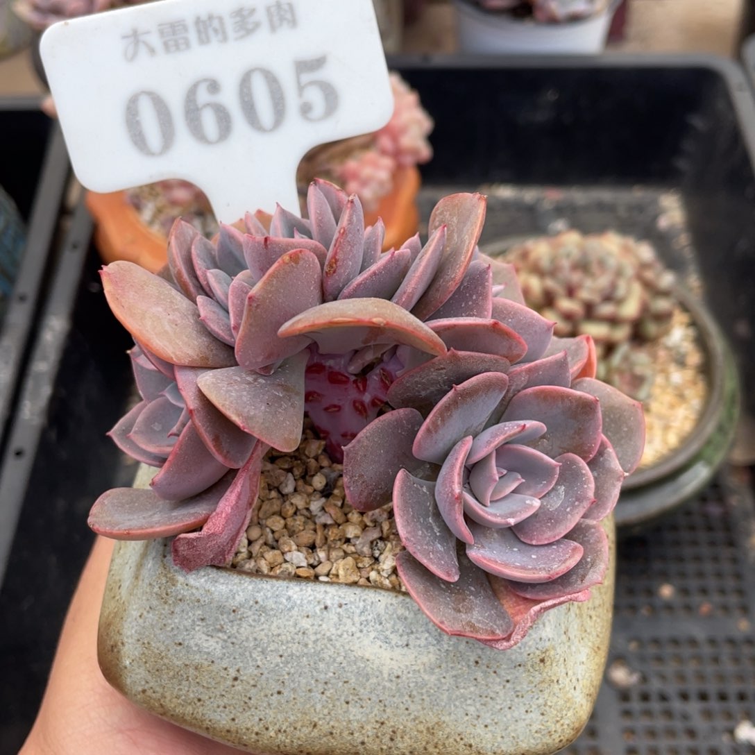 0605尘埃玫瑰不带盆9厘米