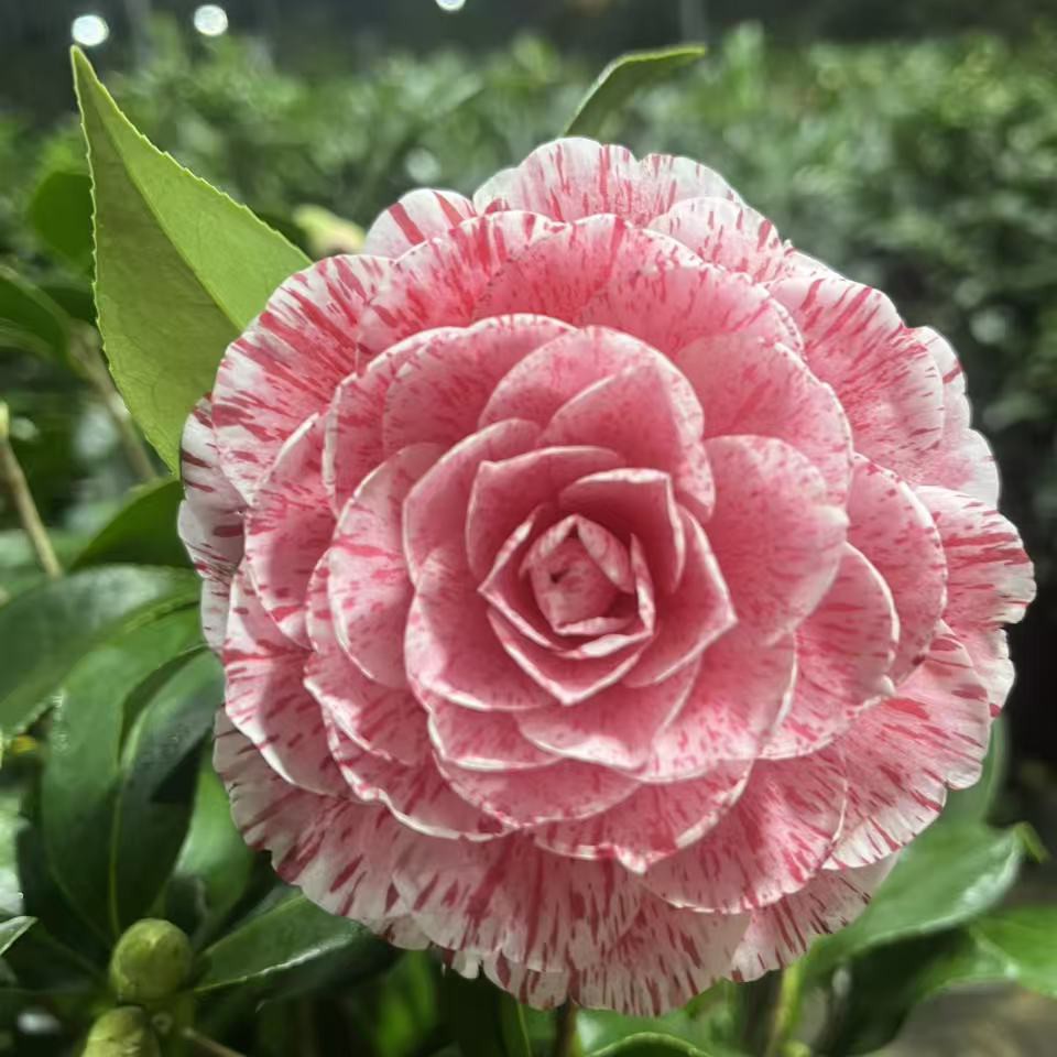 多色茶花盆栽重瓣大花耐寒耐热阳台花卉原盆发货