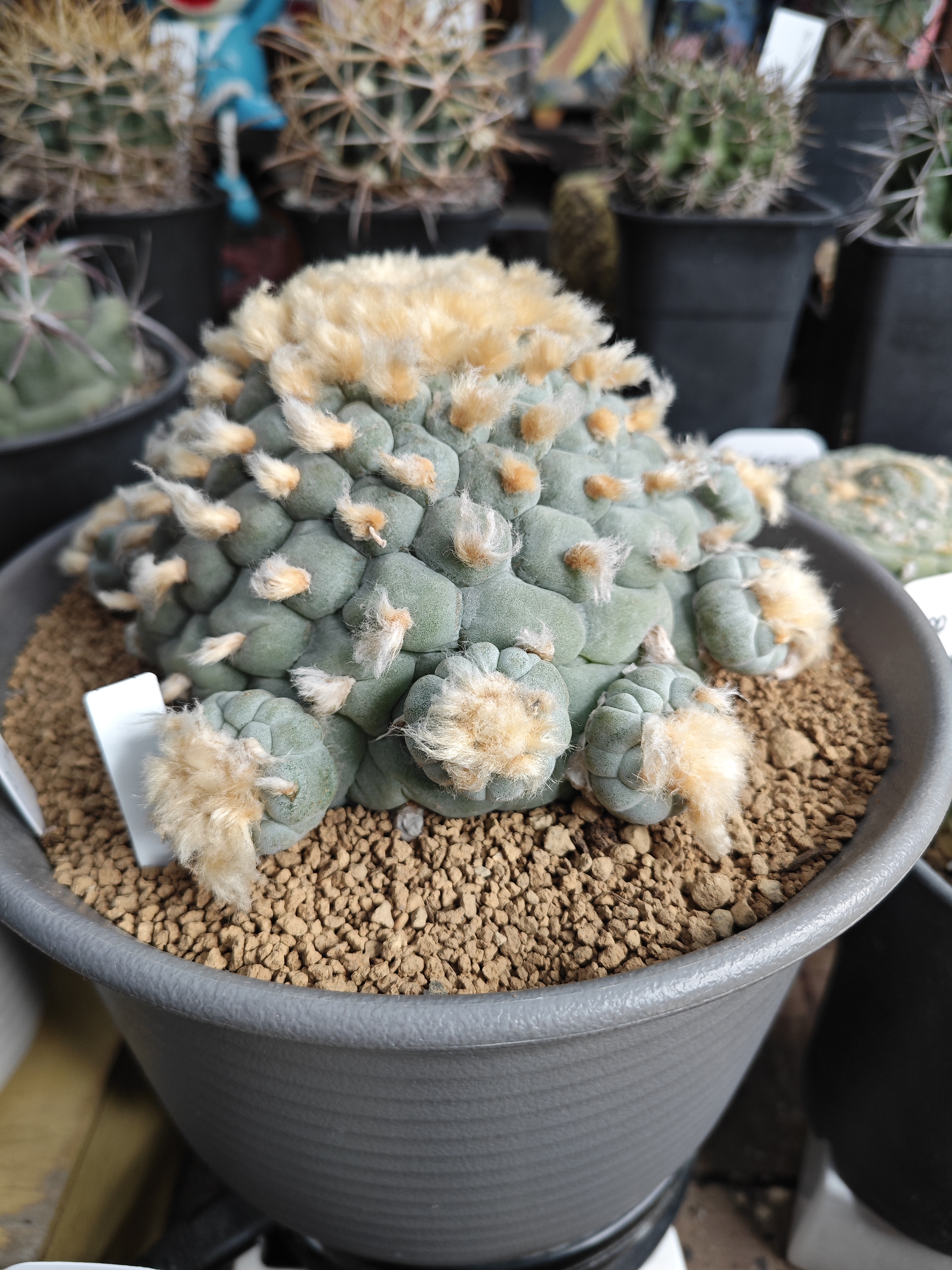 仙人球 实生 下侧芽一枚2.8㎝左右