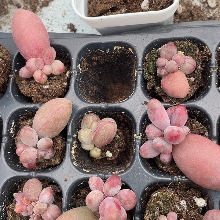 糖果拉丝随机发满18包邮