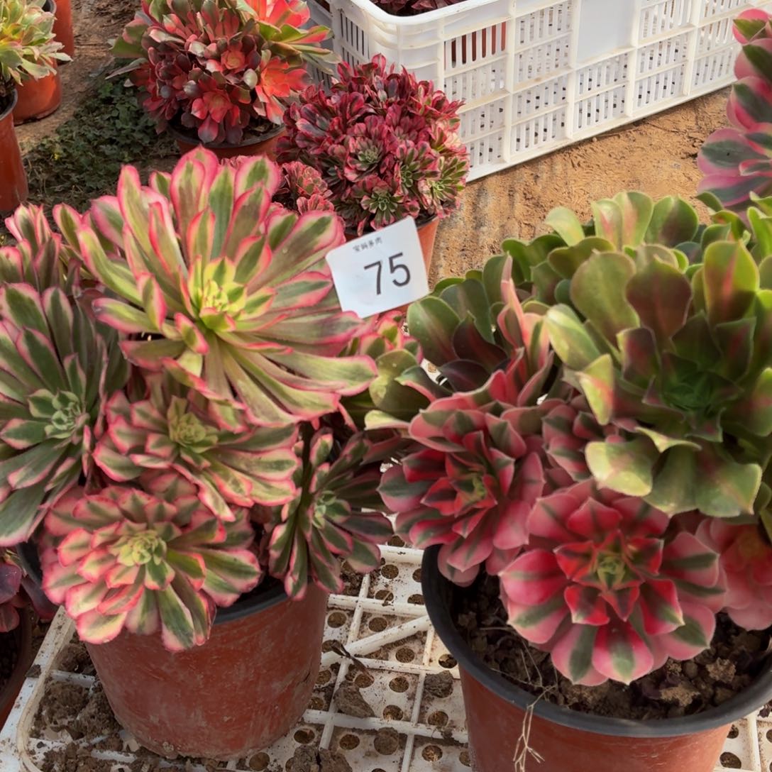 75号红铜白+粉女巫阴阳脸