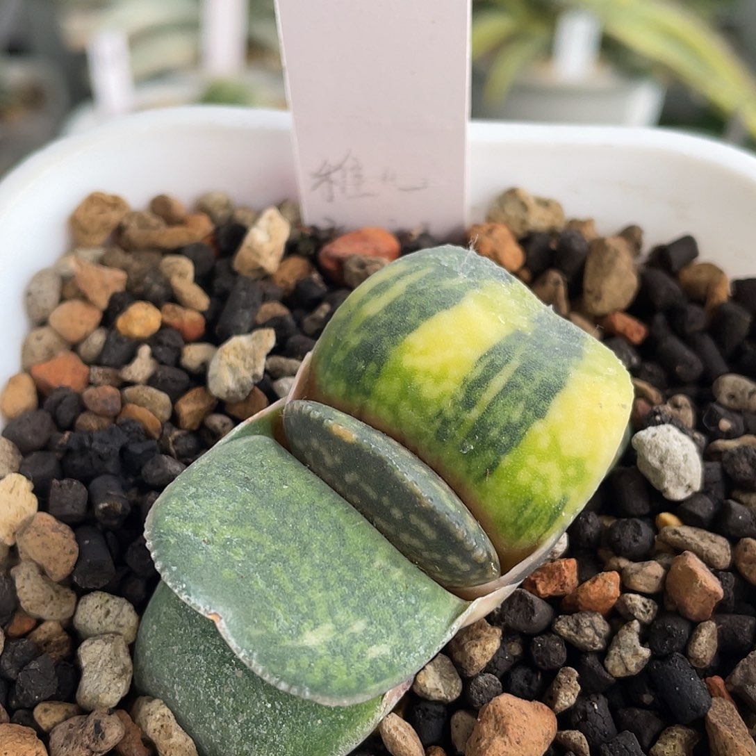 005霸王恐龙锦脱土发货1111