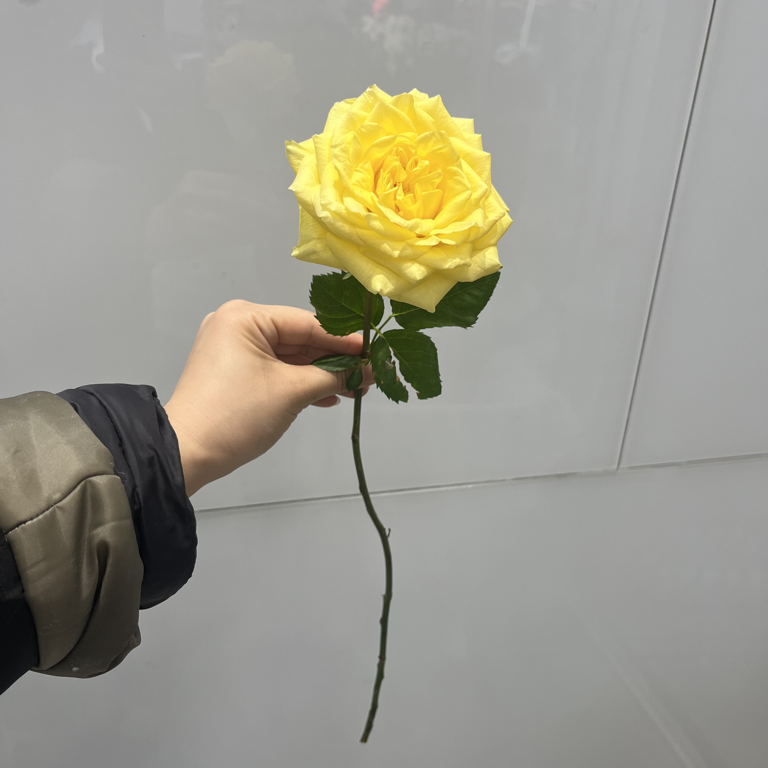超级好看的黄玫瑰