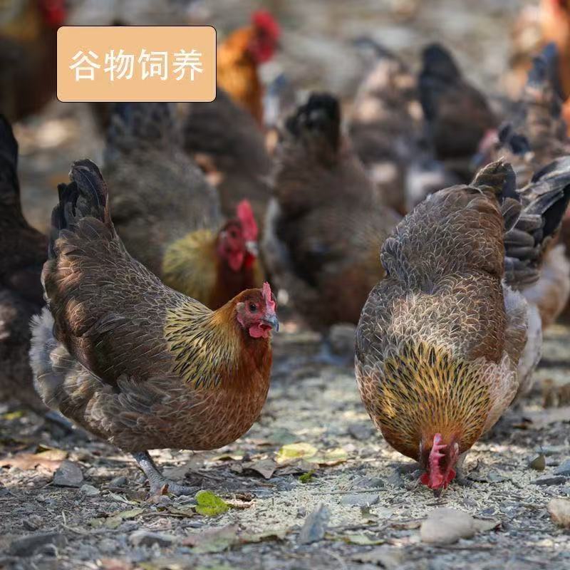 【小郭1】农家散养红瑶鸡发货包邮到手4只新鲜XG3