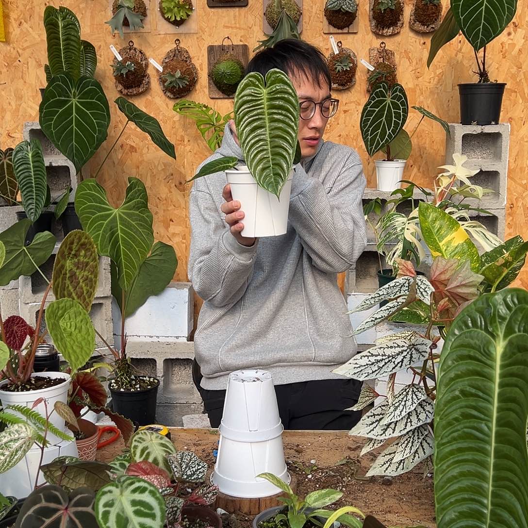 完全开放C25火鹤王花烛