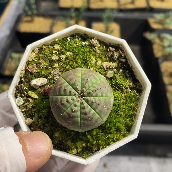 326实生欧布仙人球