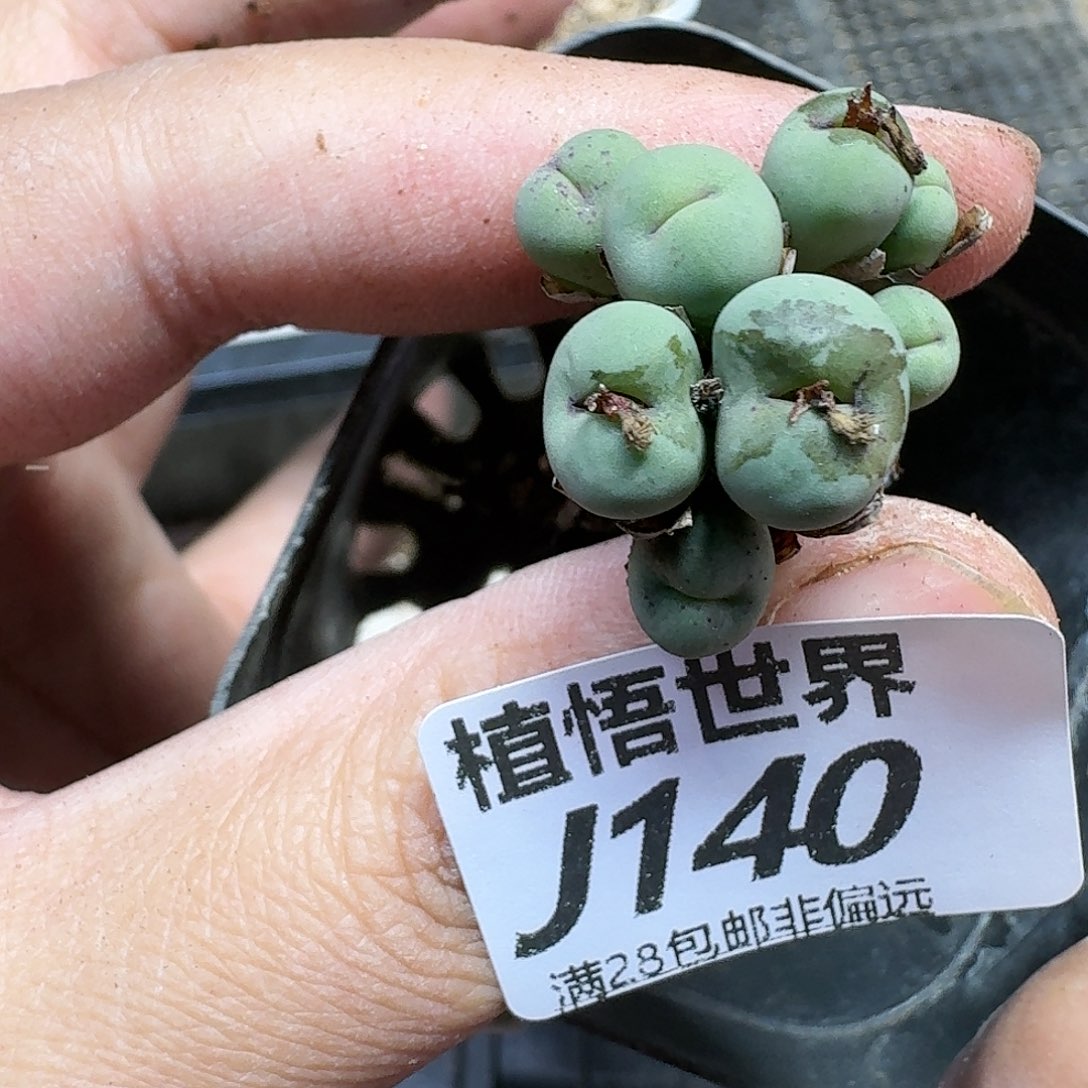 多肉植物的动作ghn