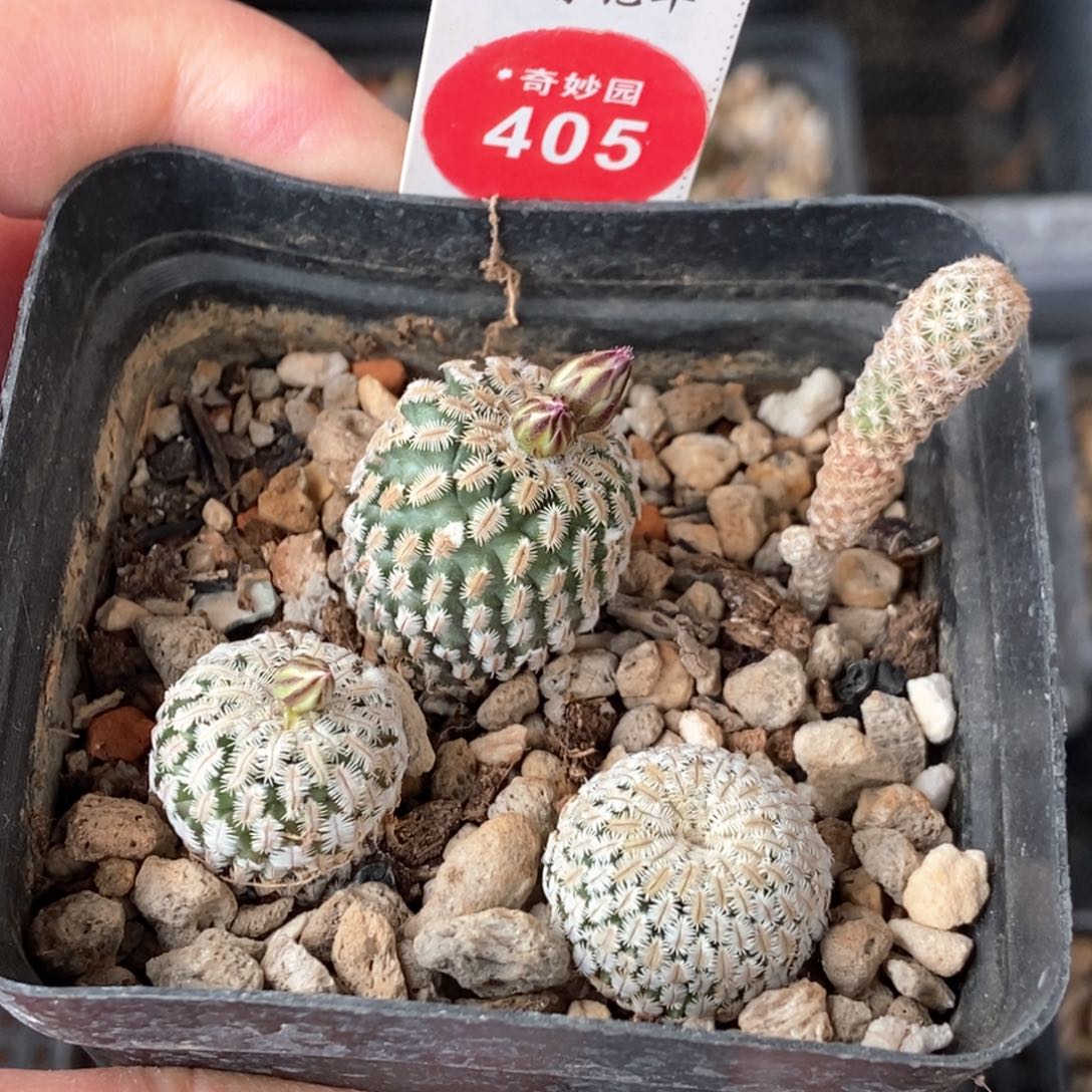 实生精巧殿加赤花美针玉