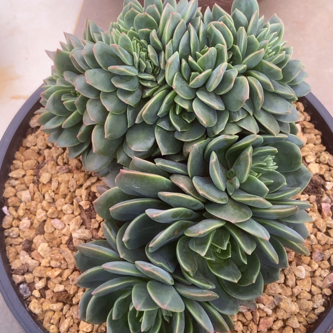 翠鸟缀肉多肉多肉多肉多肉