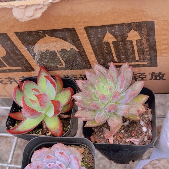 惊鸿➕星星成单➕1土