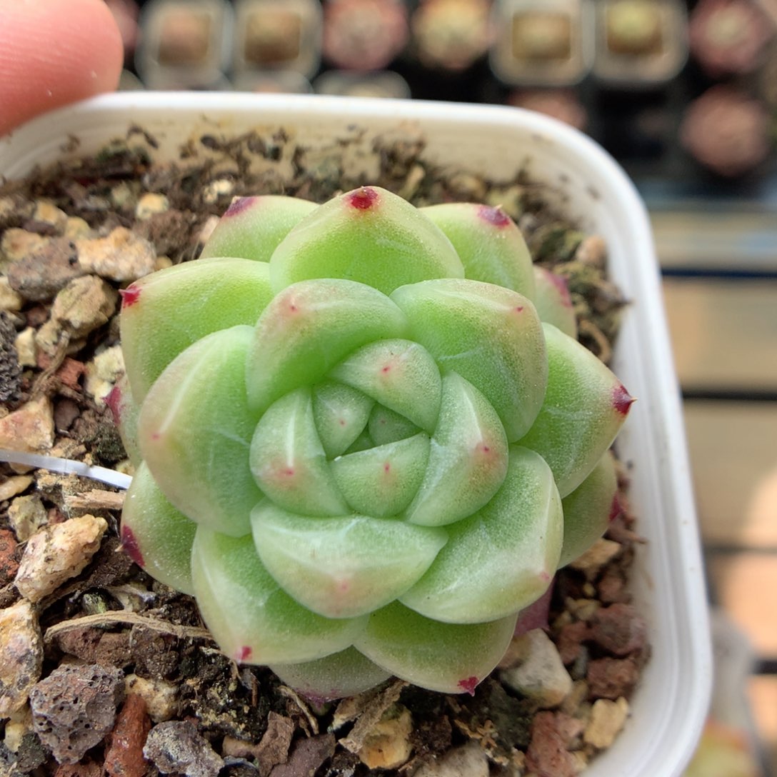 E85 ，20包邮两天凑单偏远不发货