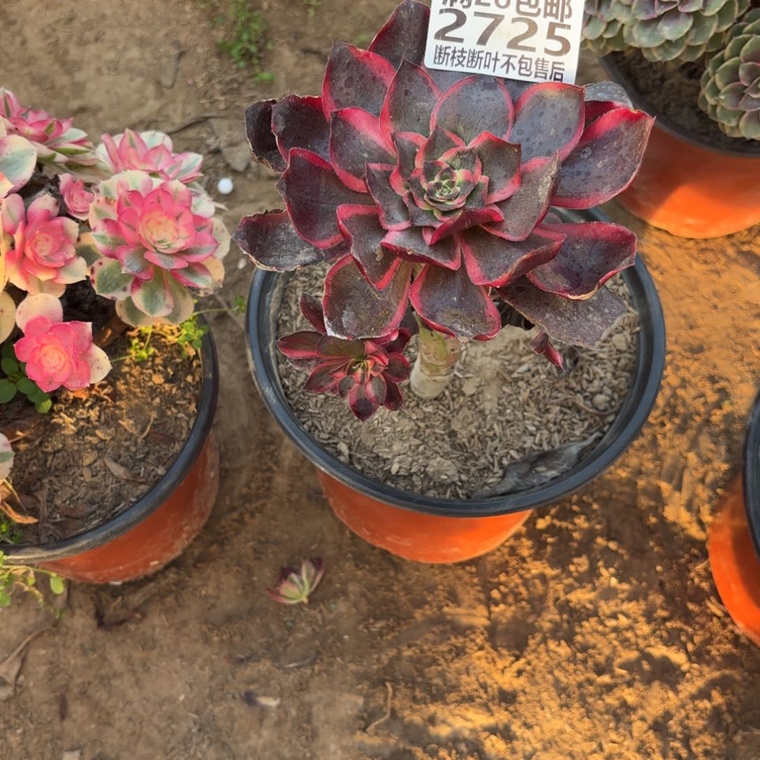 M. 2725红魔女多肉1223