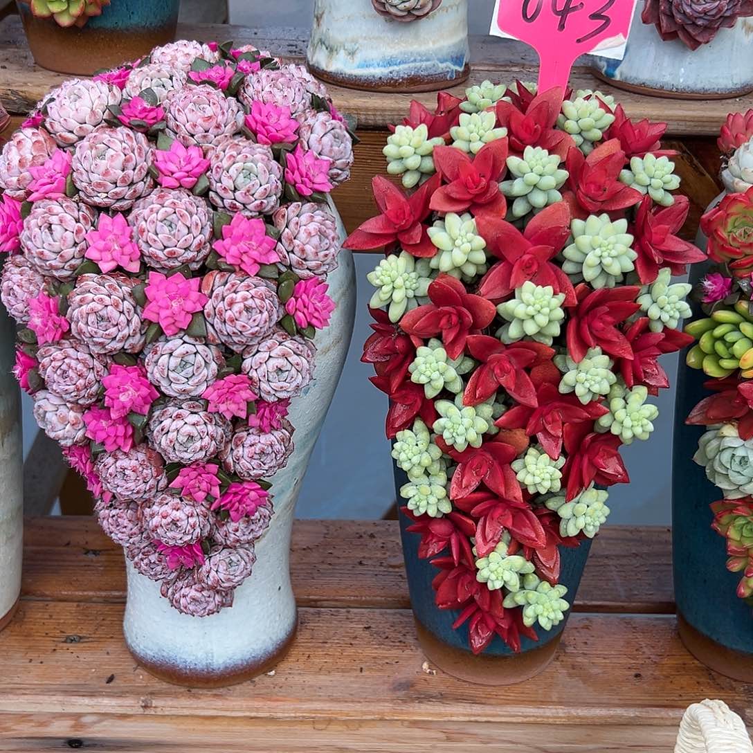 043➕恩宠多肉组合