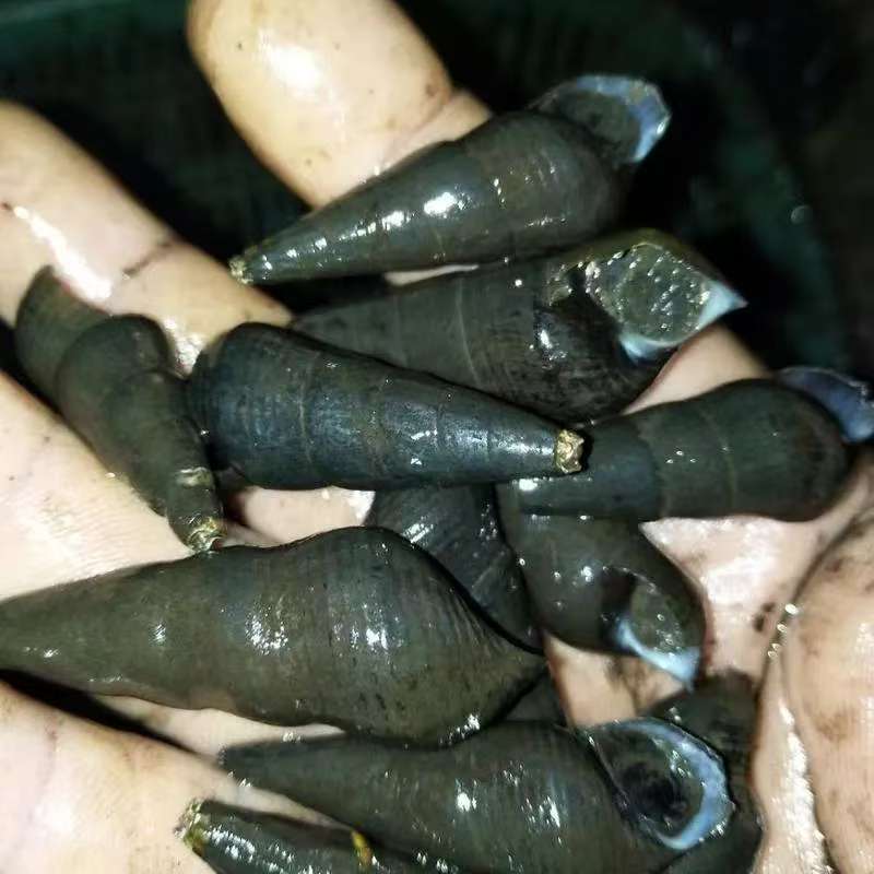 广东肇庆特产野生山坑螺淡水螺鲜活山坑螺