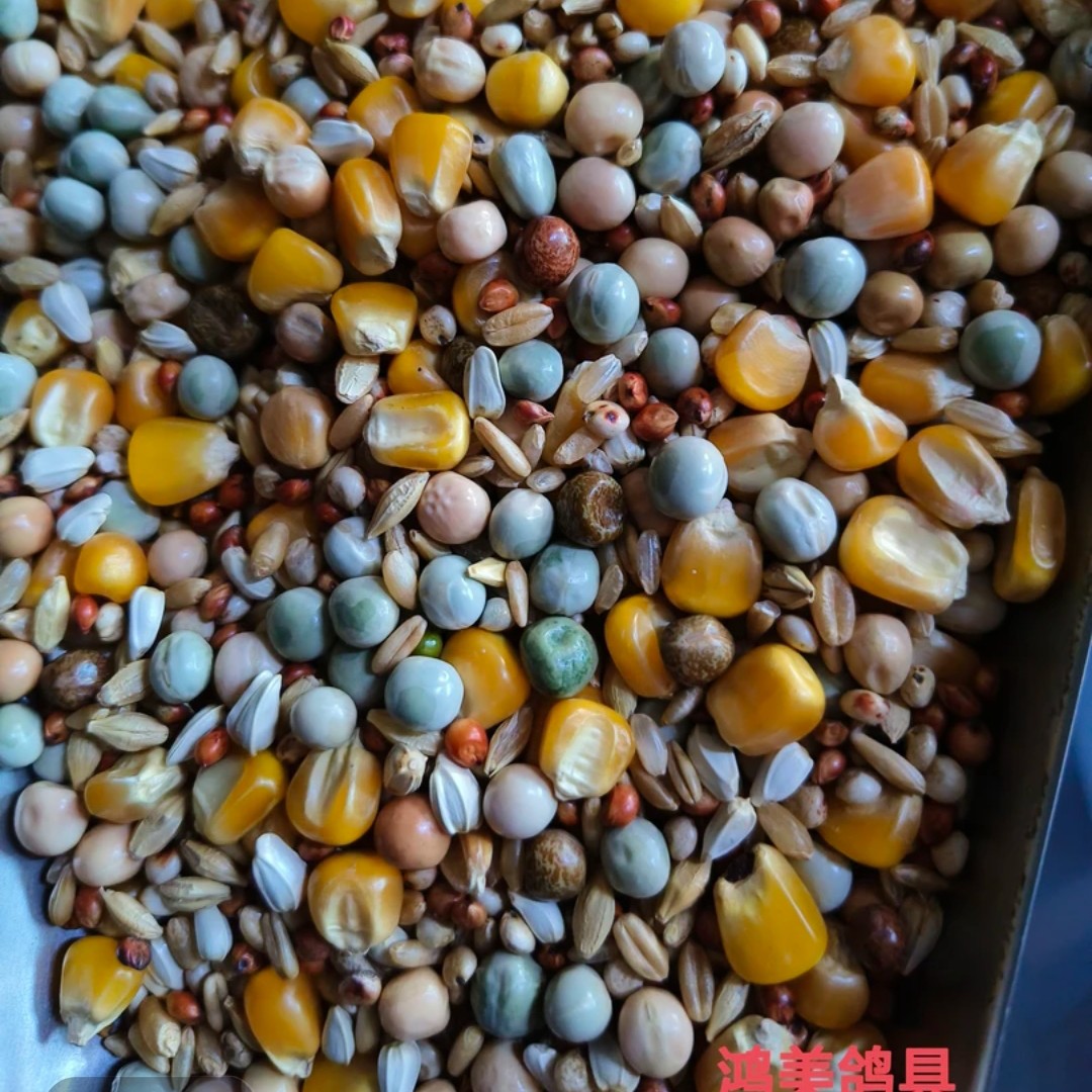 鸽子鸽粮,天友万家种鸽粮