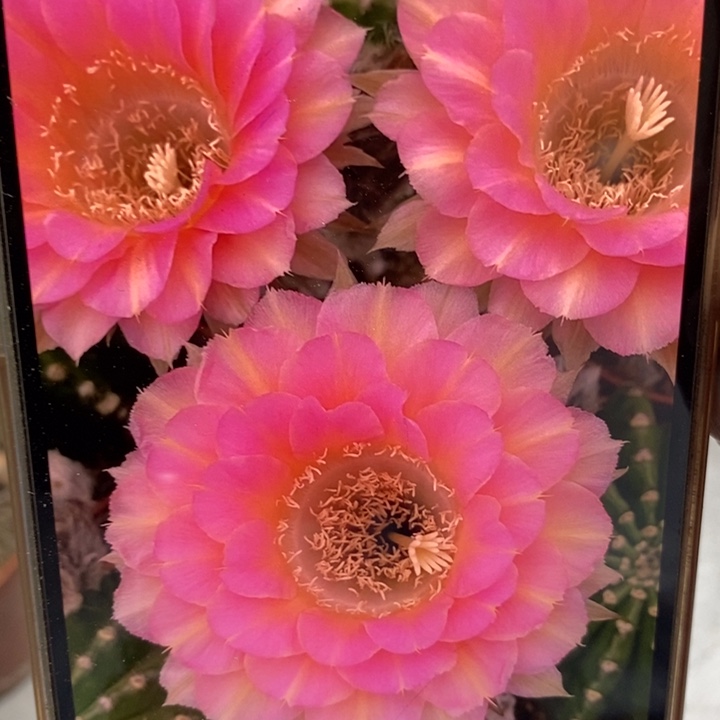 彩草重花9公分左右