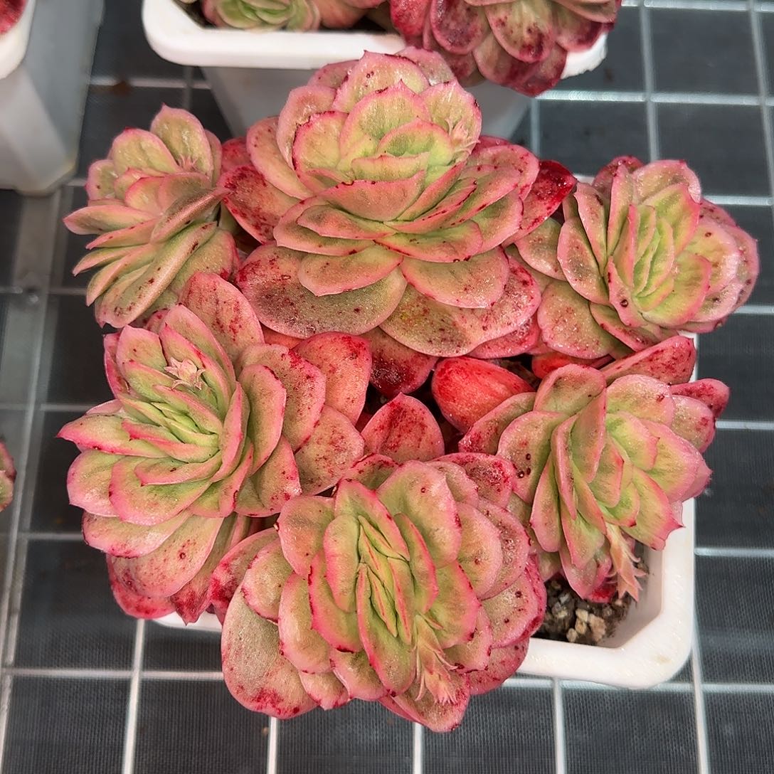 从前慢甄选多肉编号大冰玫瑰锦