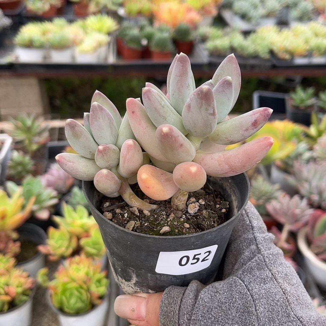 松果。   052。11111122212