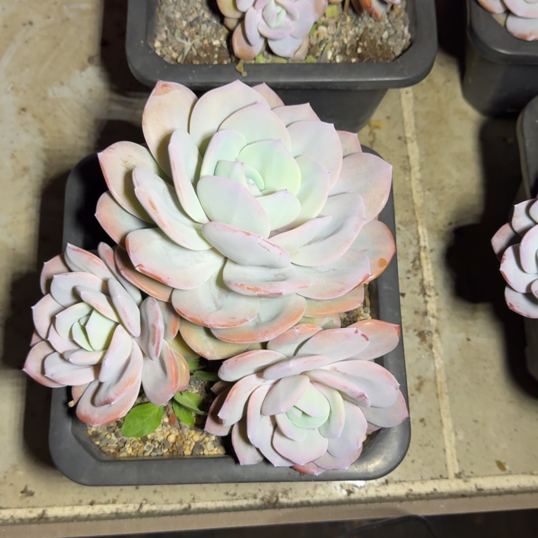 奶茶 3头 一物一拍