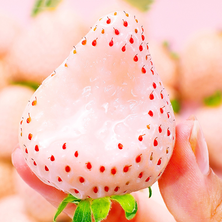 白天使淡雪草莓礼盒二合一净果约500g