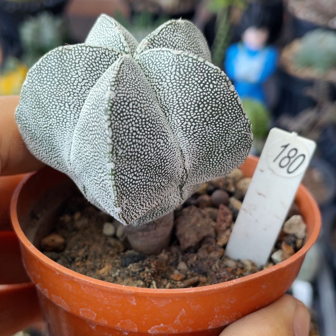 仙人球满28包邮盆口径5公分恩冢实生5公分