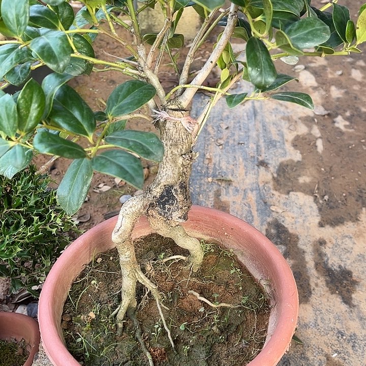 西***）无花朵无刺枸骨金玉满堂