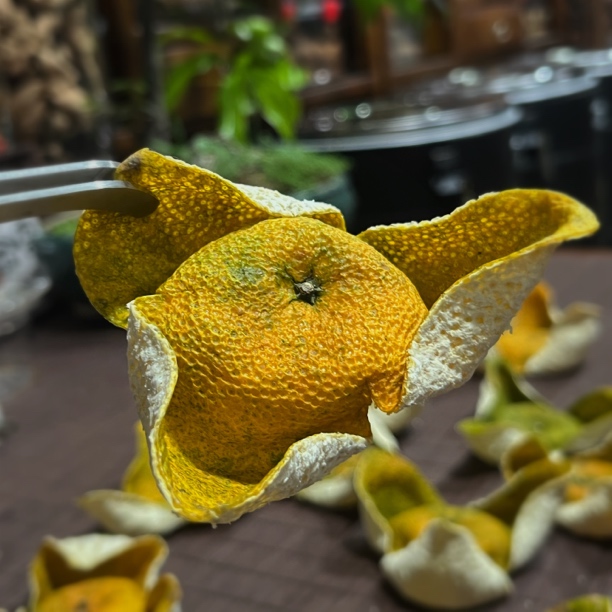 （塞口围 老树）2025年新会梅江13年老树圈枝二红