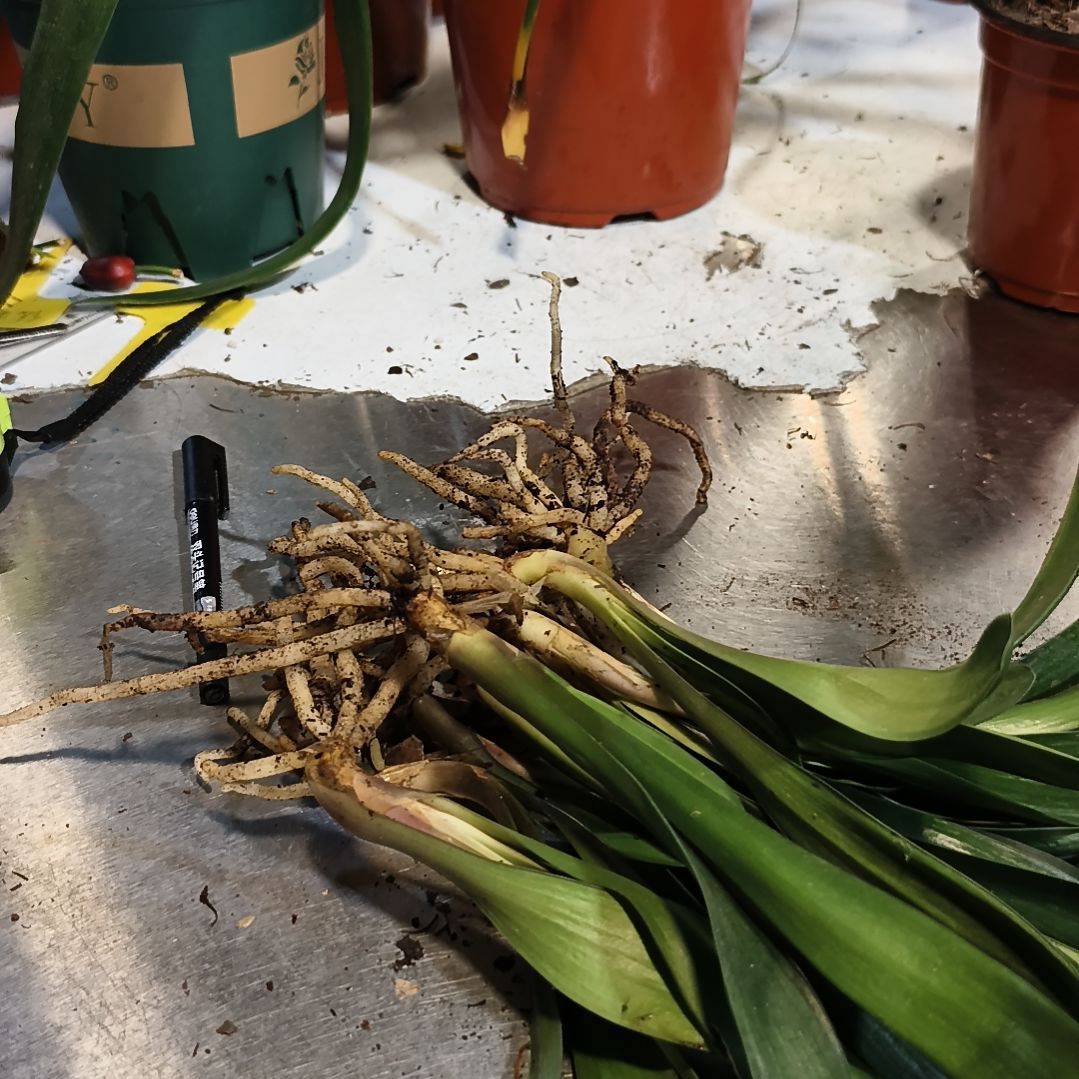 征***x完全开放盲盒小苗十棵