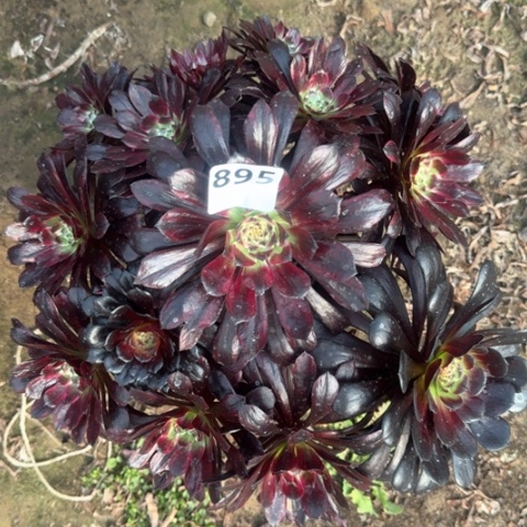 法师莫言18-35多肉