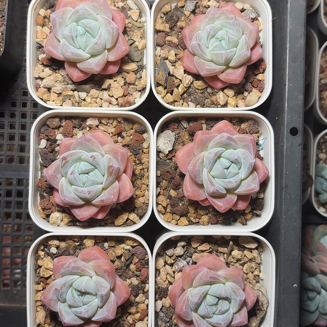 单头冰玉6颗一组老桩