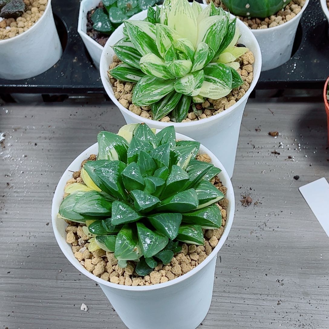 宝草玉露姬寿锦玉露