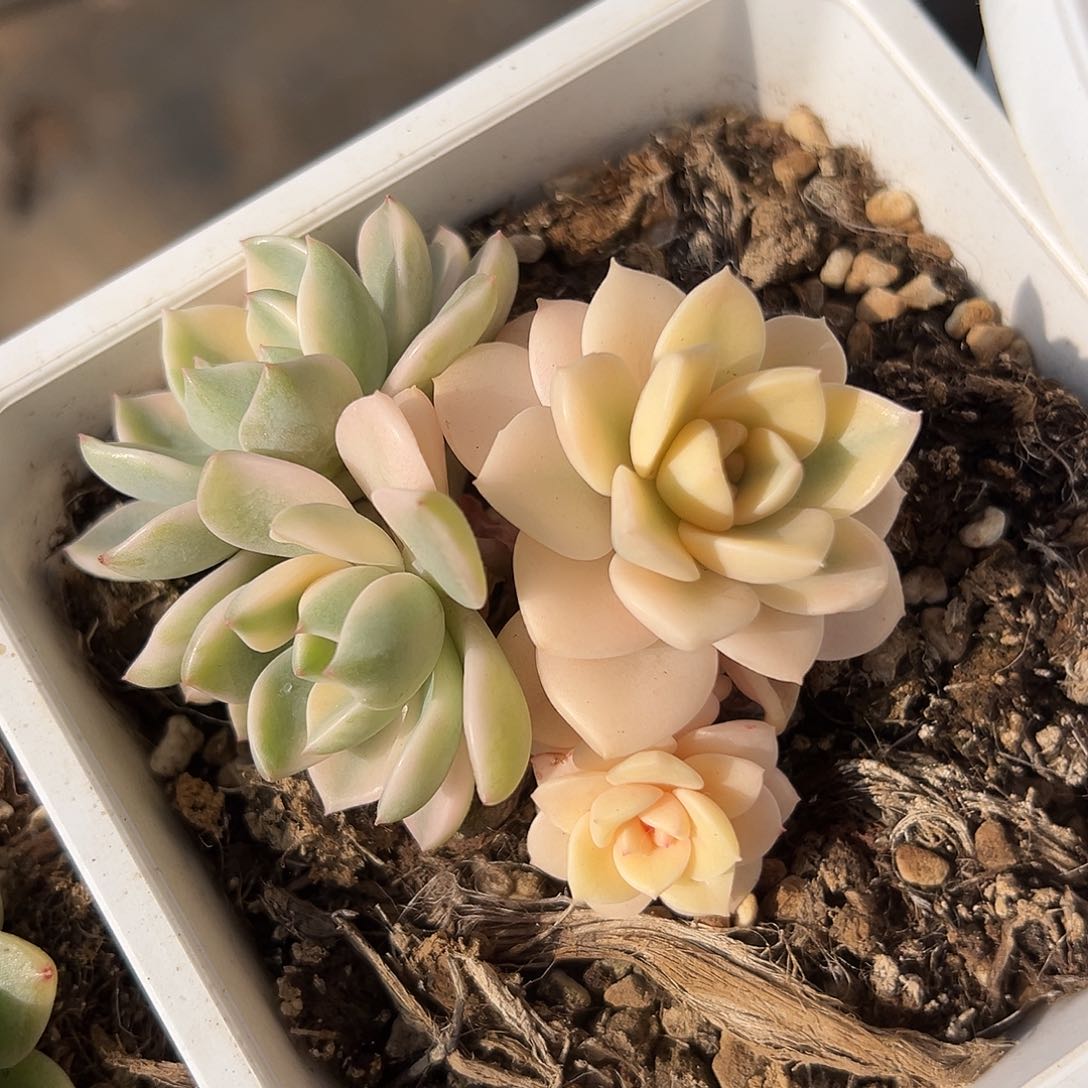 红粉佳人锦底座，介意慎拍