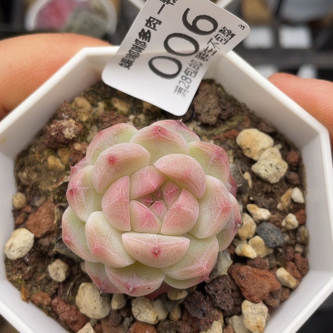 006 3.3一物一拍精品美肉