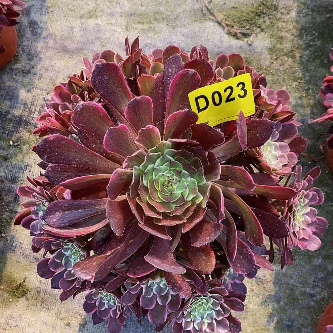 023水墨阴阳7777777777