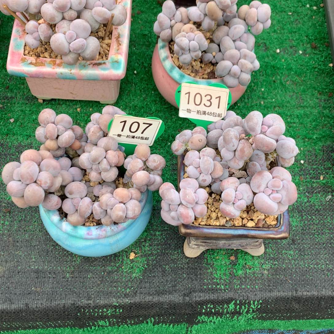 莫****烟美人老桩2颗1031-107