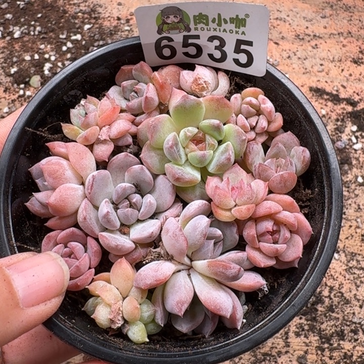 多肉植物多肉植物