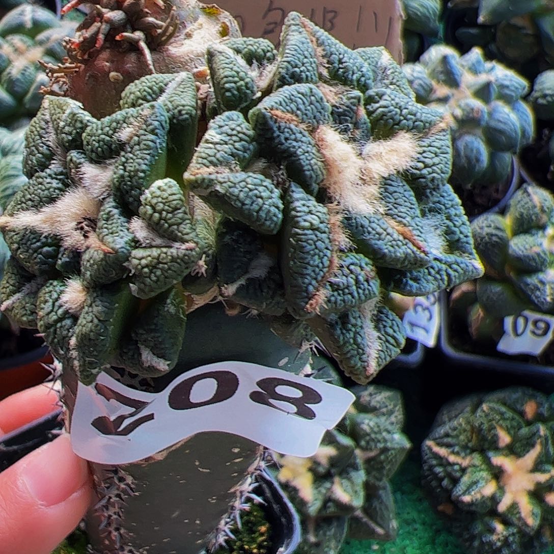 无花朵嵌合体颗粒大尤黑群208