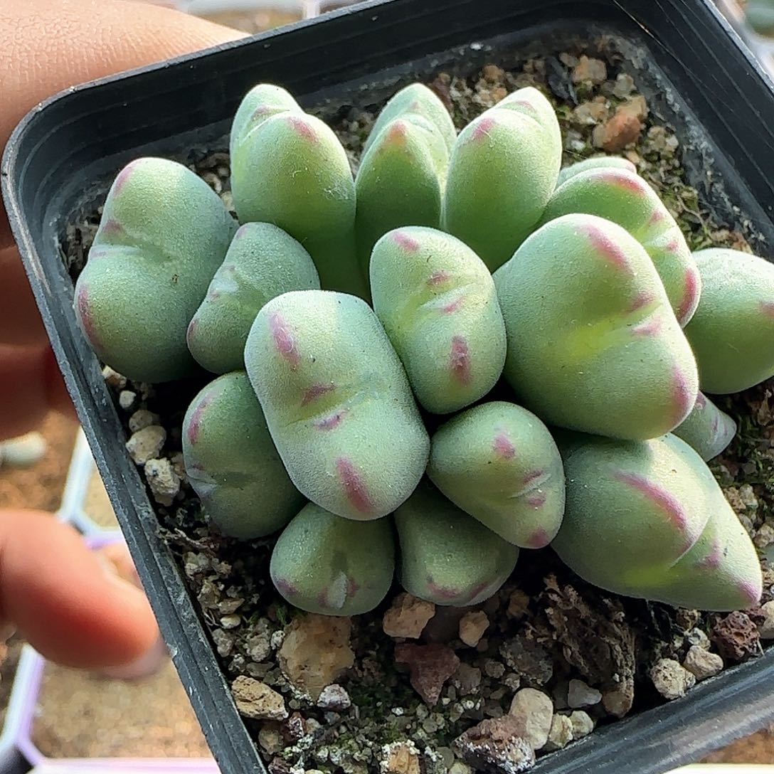 年后脱土发货23509