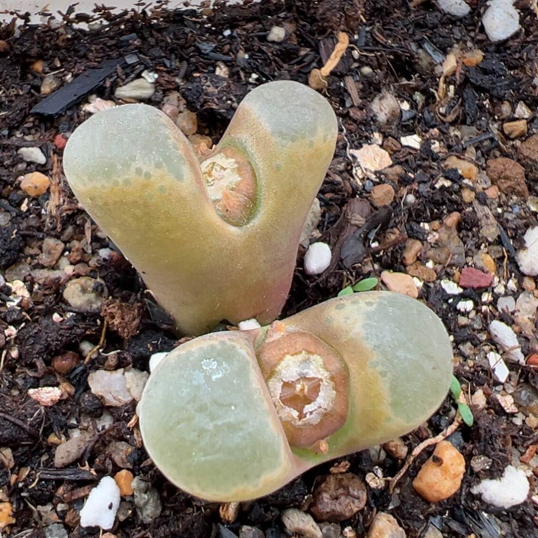 2.4好看的多肉510