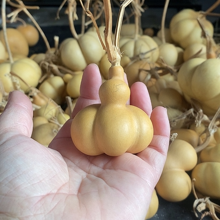 葫芦的颜色很好看